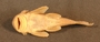 Hemiancistrus daguae FMNH 56053 1of27 ventral